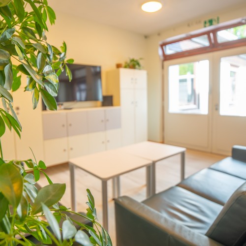 Das Bild zeigt einen Wohnraum mit einer Couch und einer grünen Pflanze im Vordergrund.